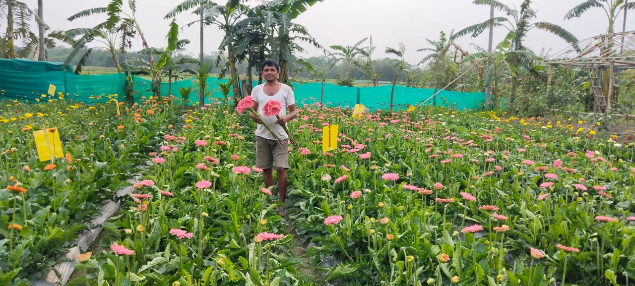 Tissue culture Gerbera cultivation